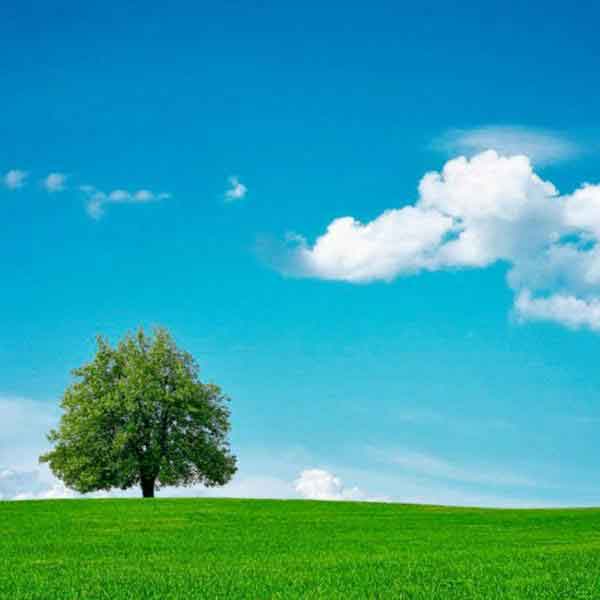 Umwelt
